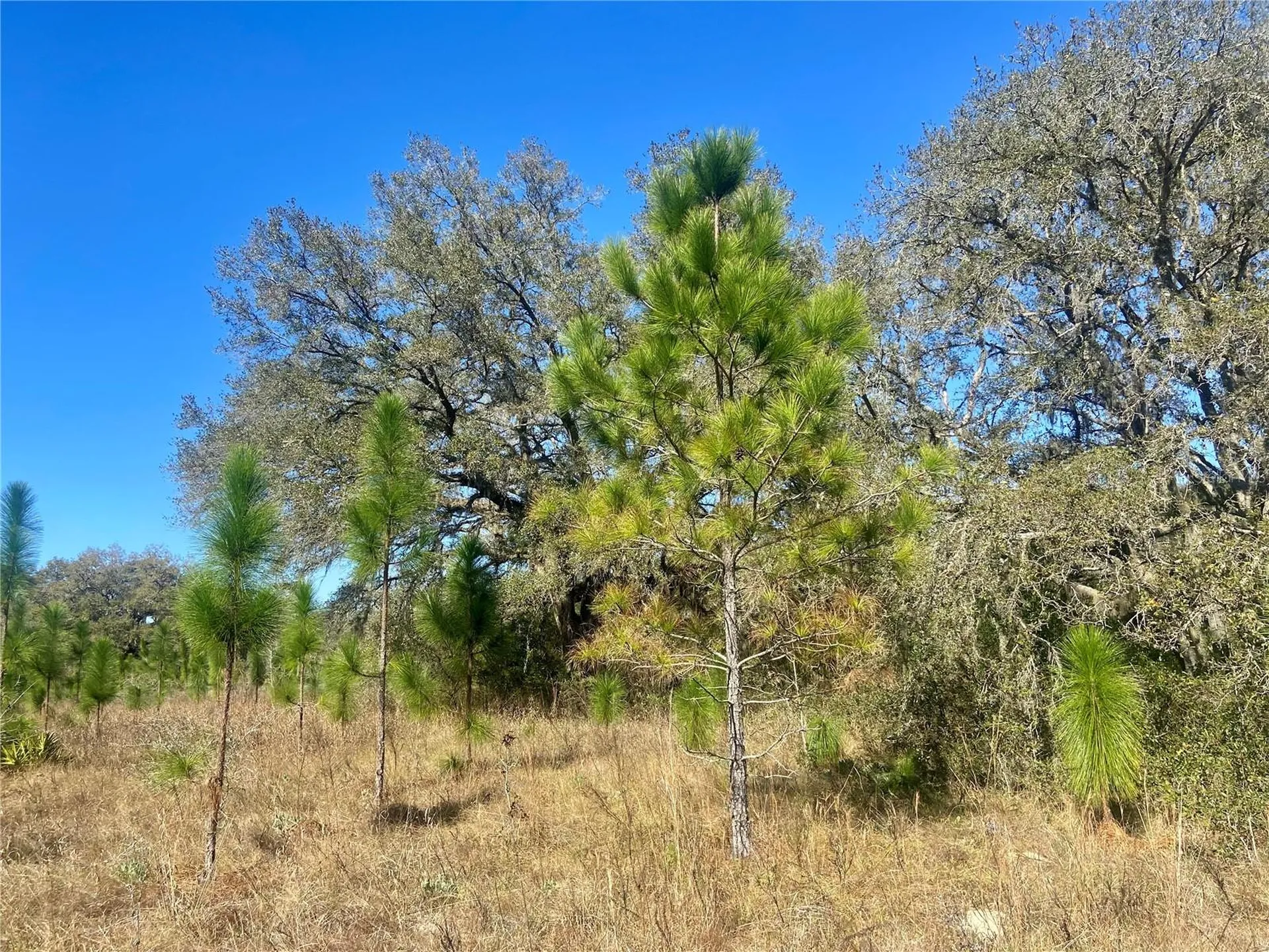 00 Unnamed Spring Hill FL 34610