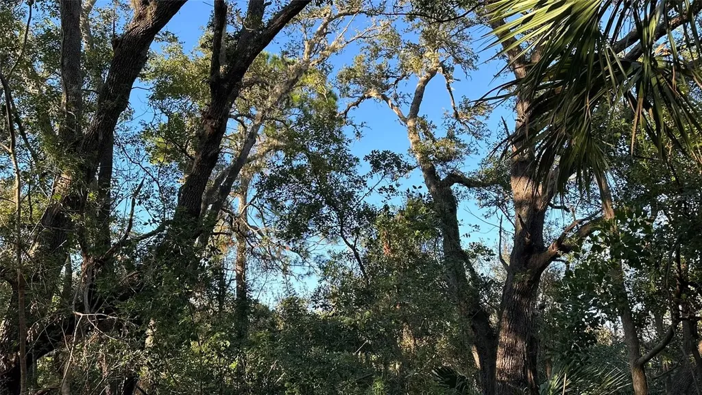 1676 Hermosa Drive Palm Harbor FL 34683
