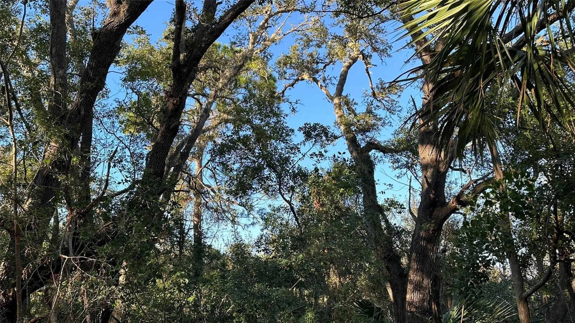 1676 Hermosa Drive Palm Harbor FL 34683