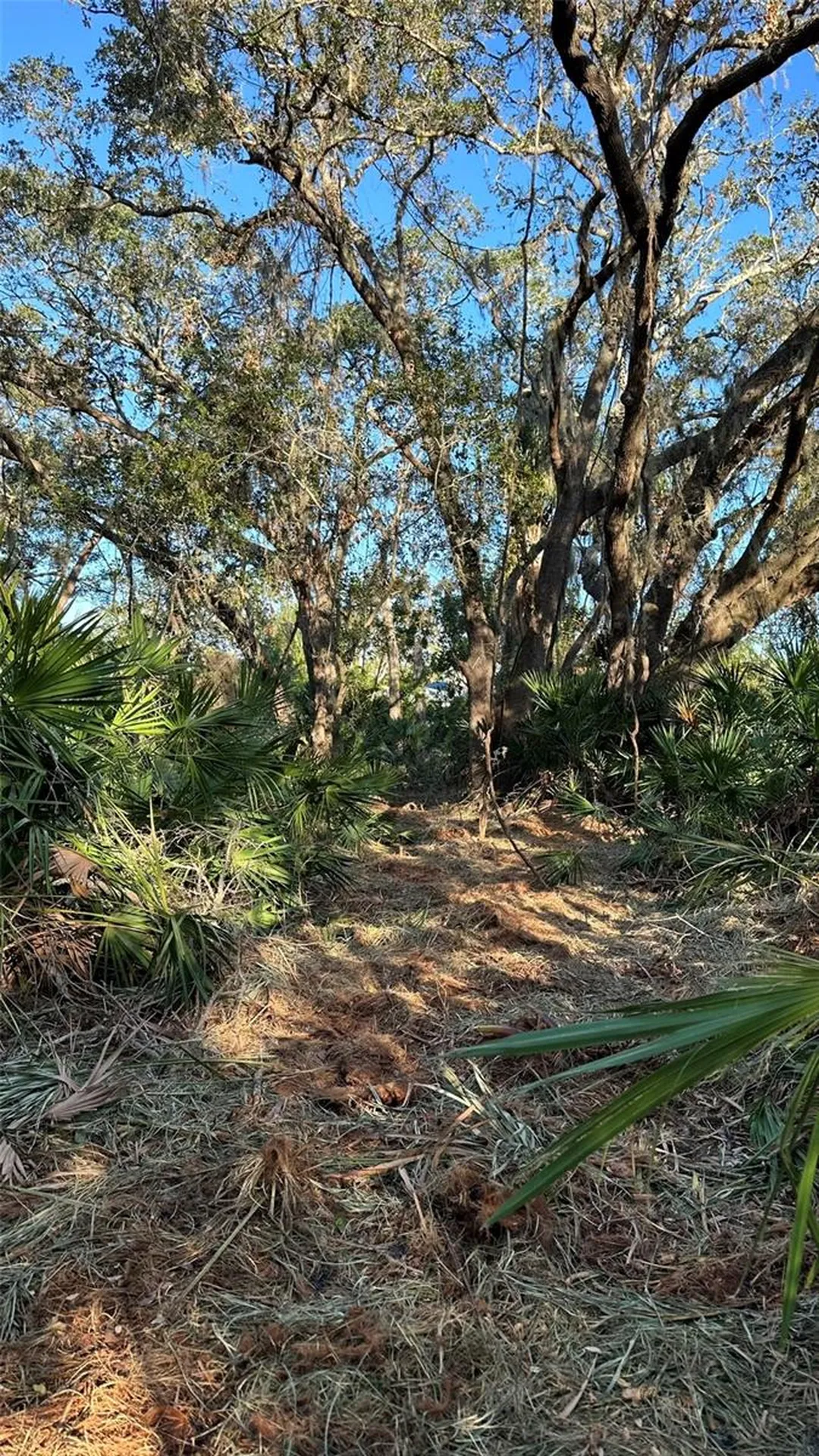 1676 Hermosa Drive Palm Harbor FL 34683