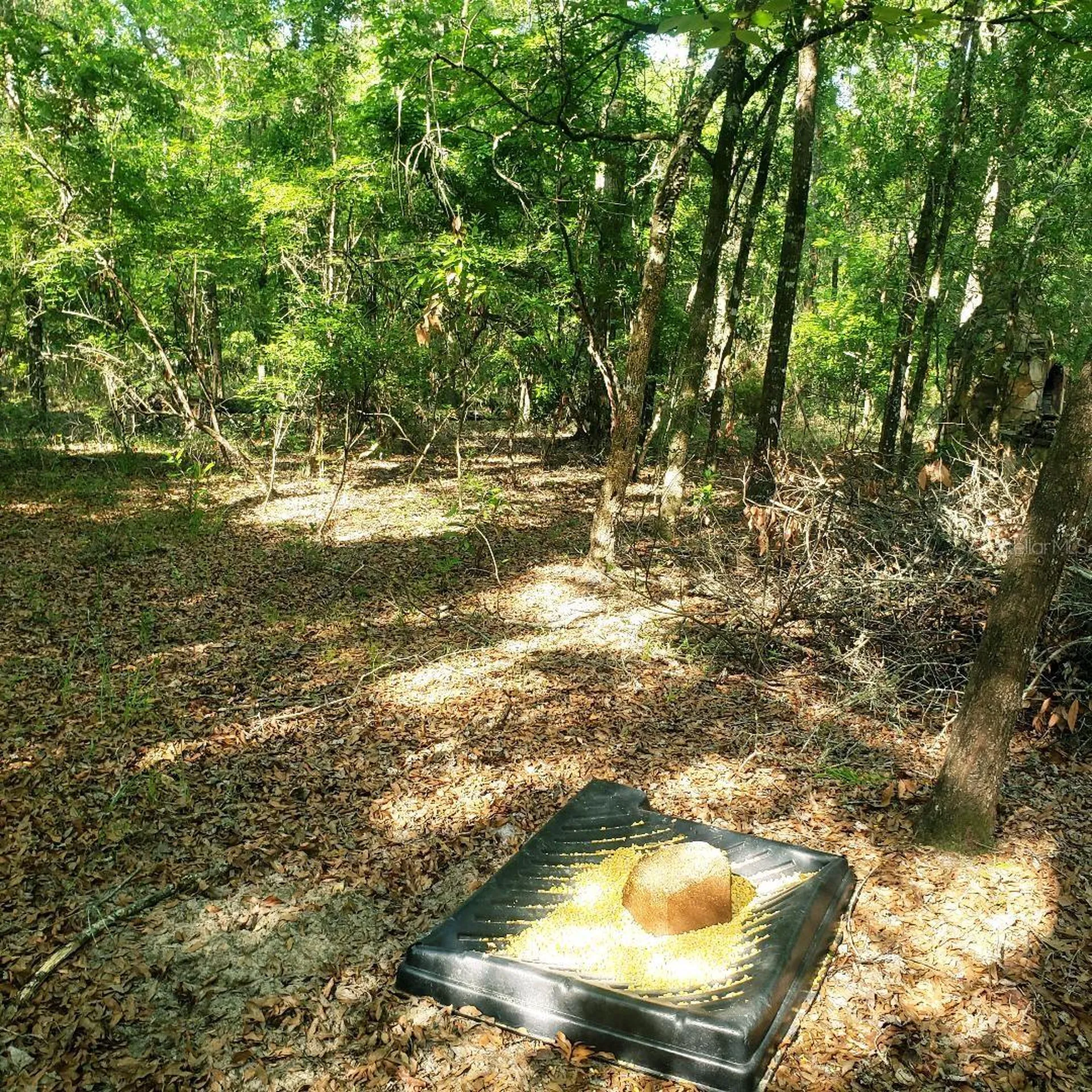 28063 31st Road Branford FL 32008