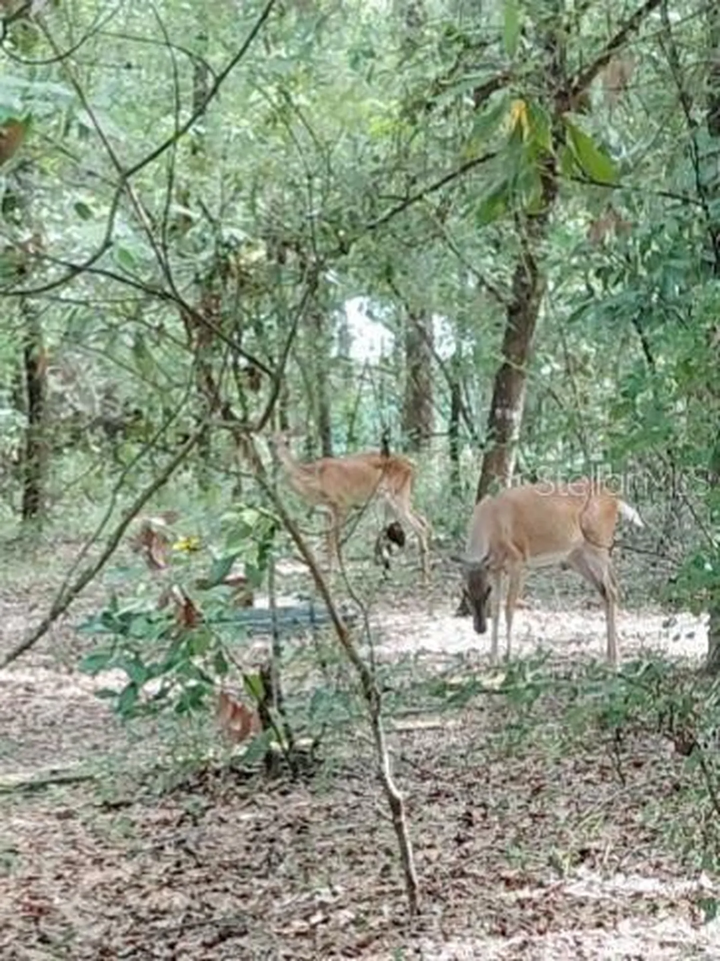 28063 31st Road Branford FL 32008