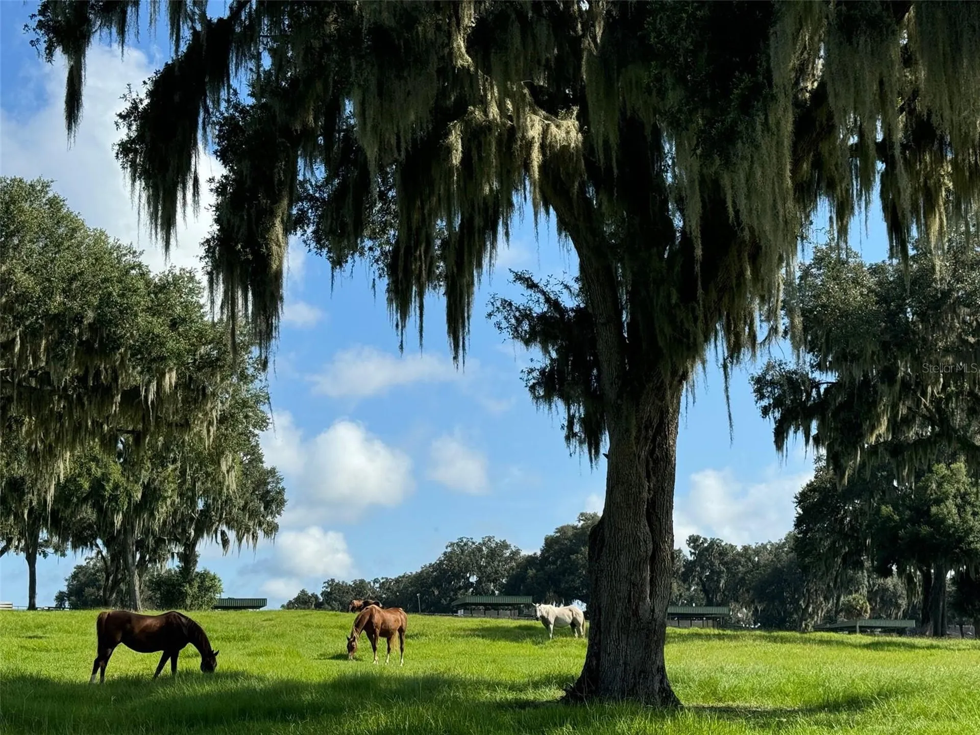 5540 SE 157th Street Road Summerfield FL 34491