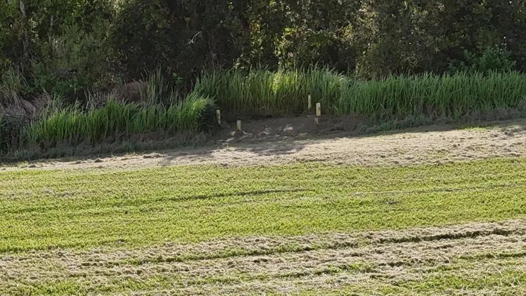 Tbd Whitney Street Mount Dora FL 32757