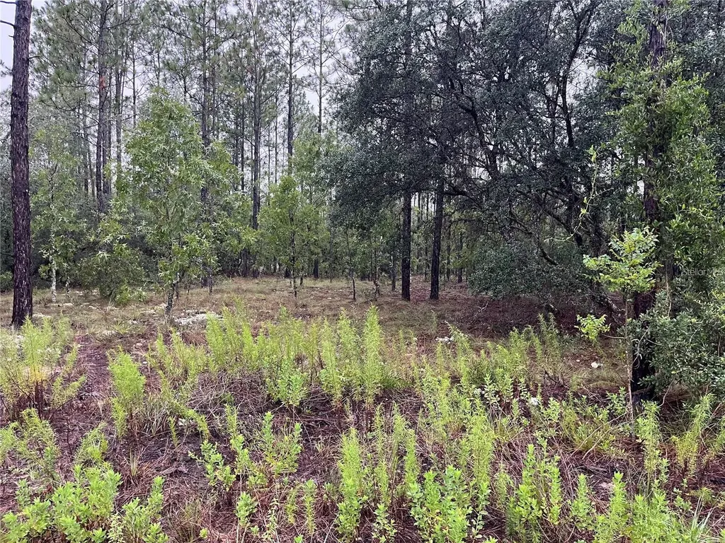 Lot 12 SE 136th Avenue Dunnellon FL 34431