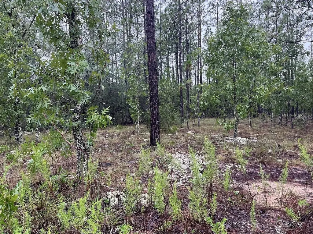 Lot 12 SE 136th Avenue Dunnellon FL 34431