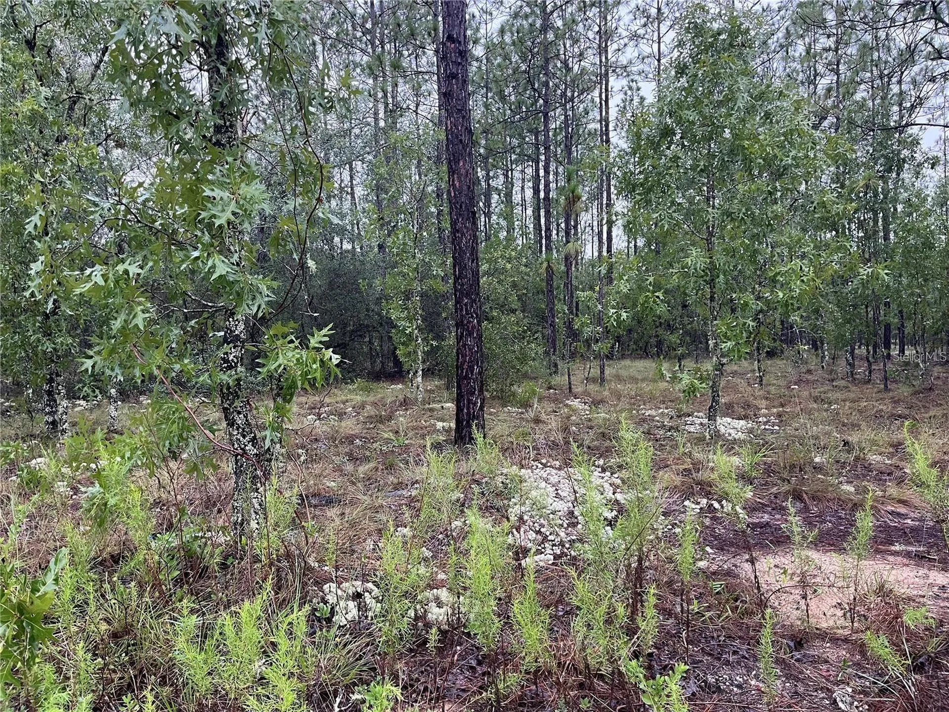 Lot 12 SE 136th Avenue Dunnellon FL 34431