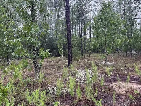 Lot 12 SE 136th Avenue Dunnellon FL 34431