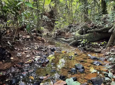 975 Ceiba, Bo Rio Abajo Ceiba PR 00735
