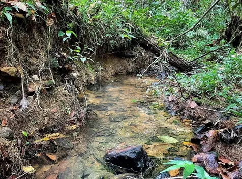 975 Ceiba, Bo Rio Abajo Ceiba PR 00735