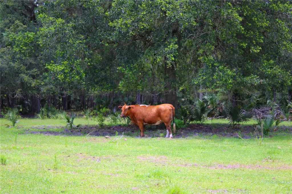 1676 Sunset Trail Geneva FL 32732