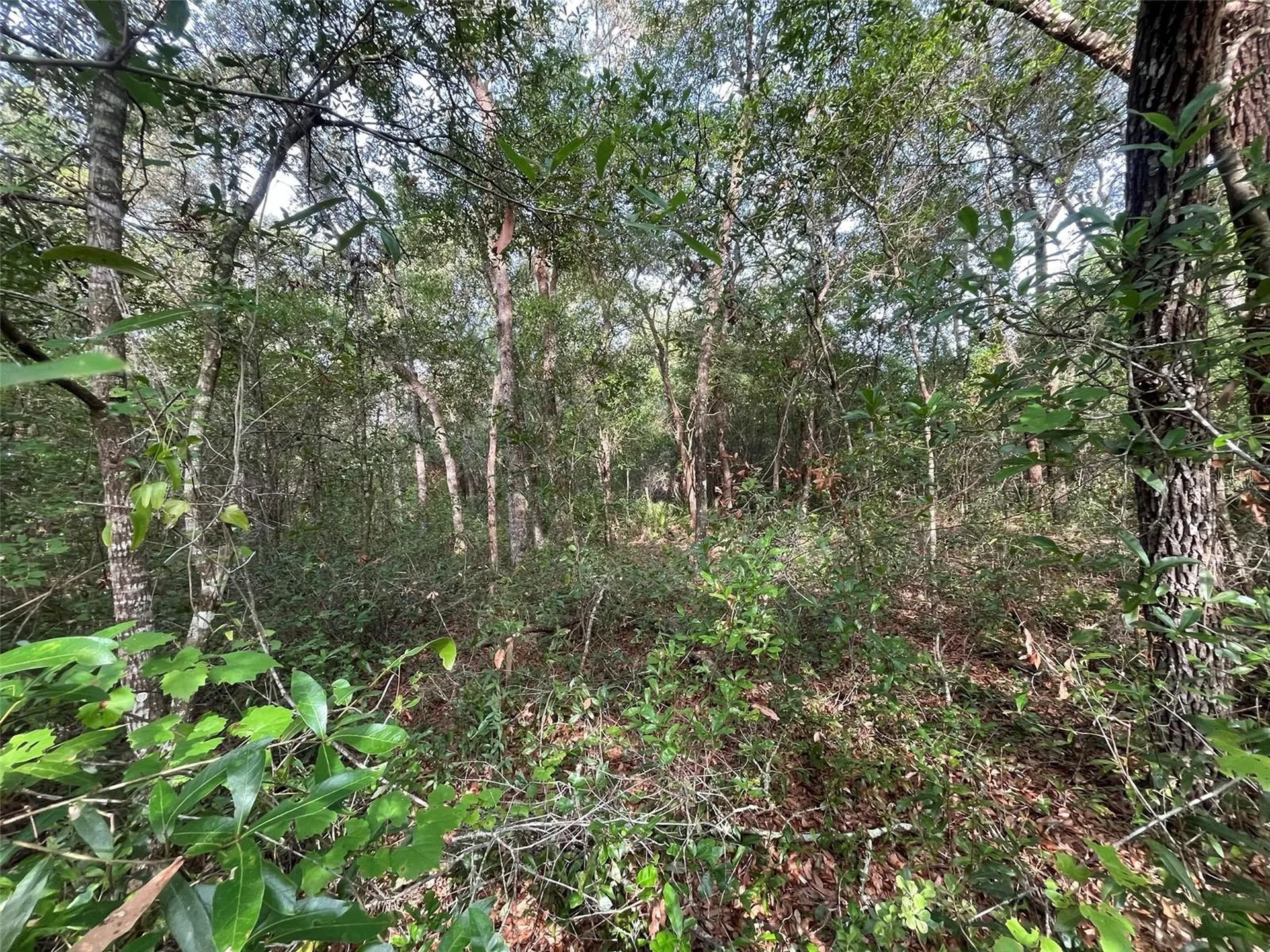 6634 N Pagoda Tree Terrace Hernando FL 34442
