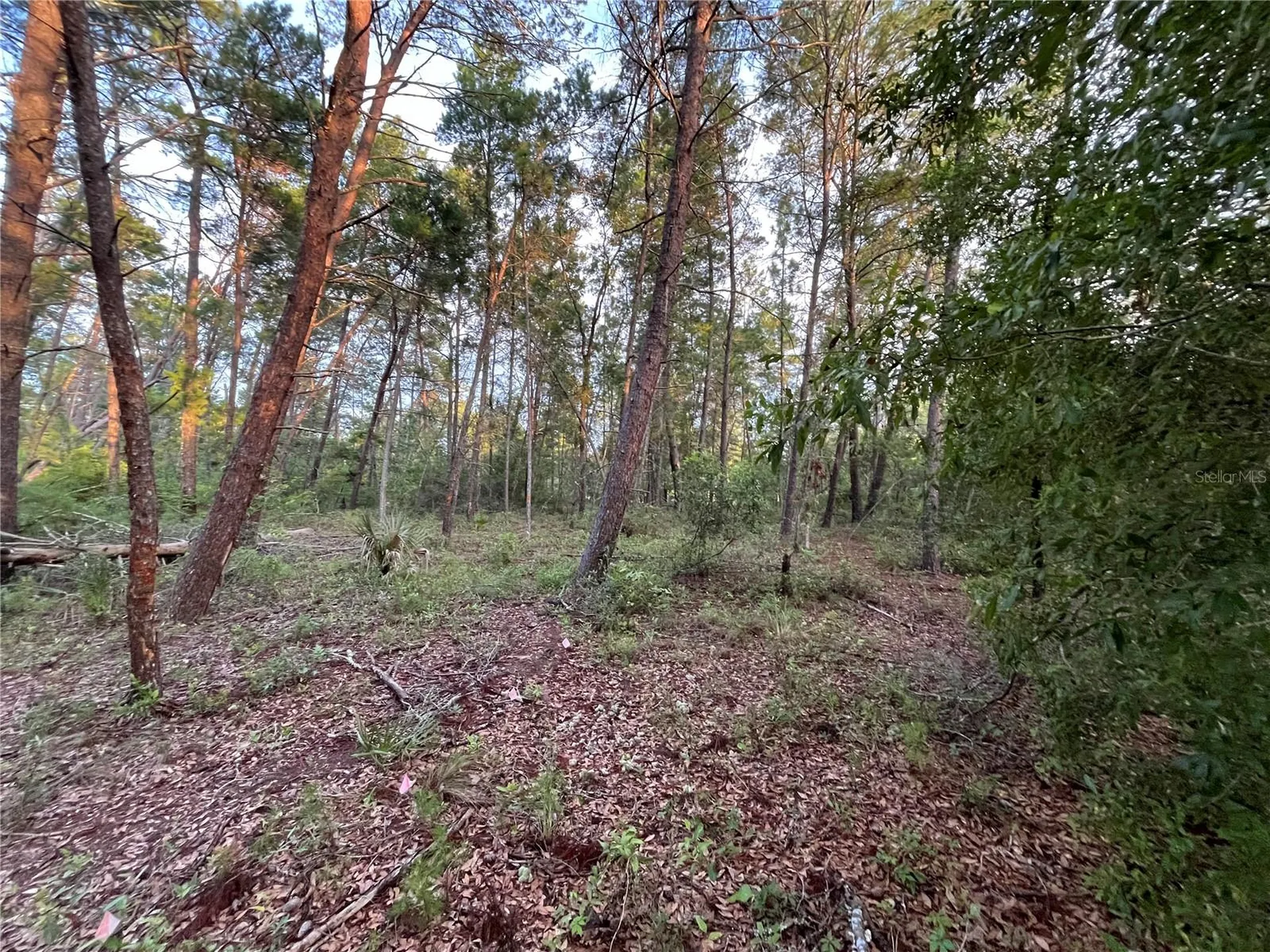Tbd Twin Lakes Road Interlachen FL 32148