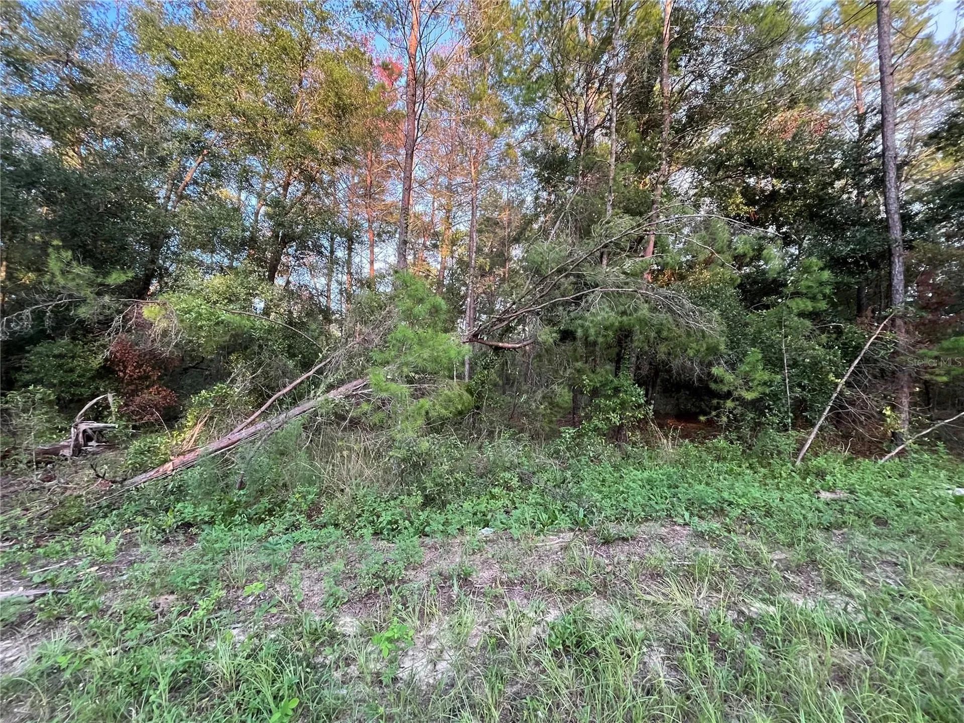 Tbd Twin Lakes Road Interlachen FL 32148