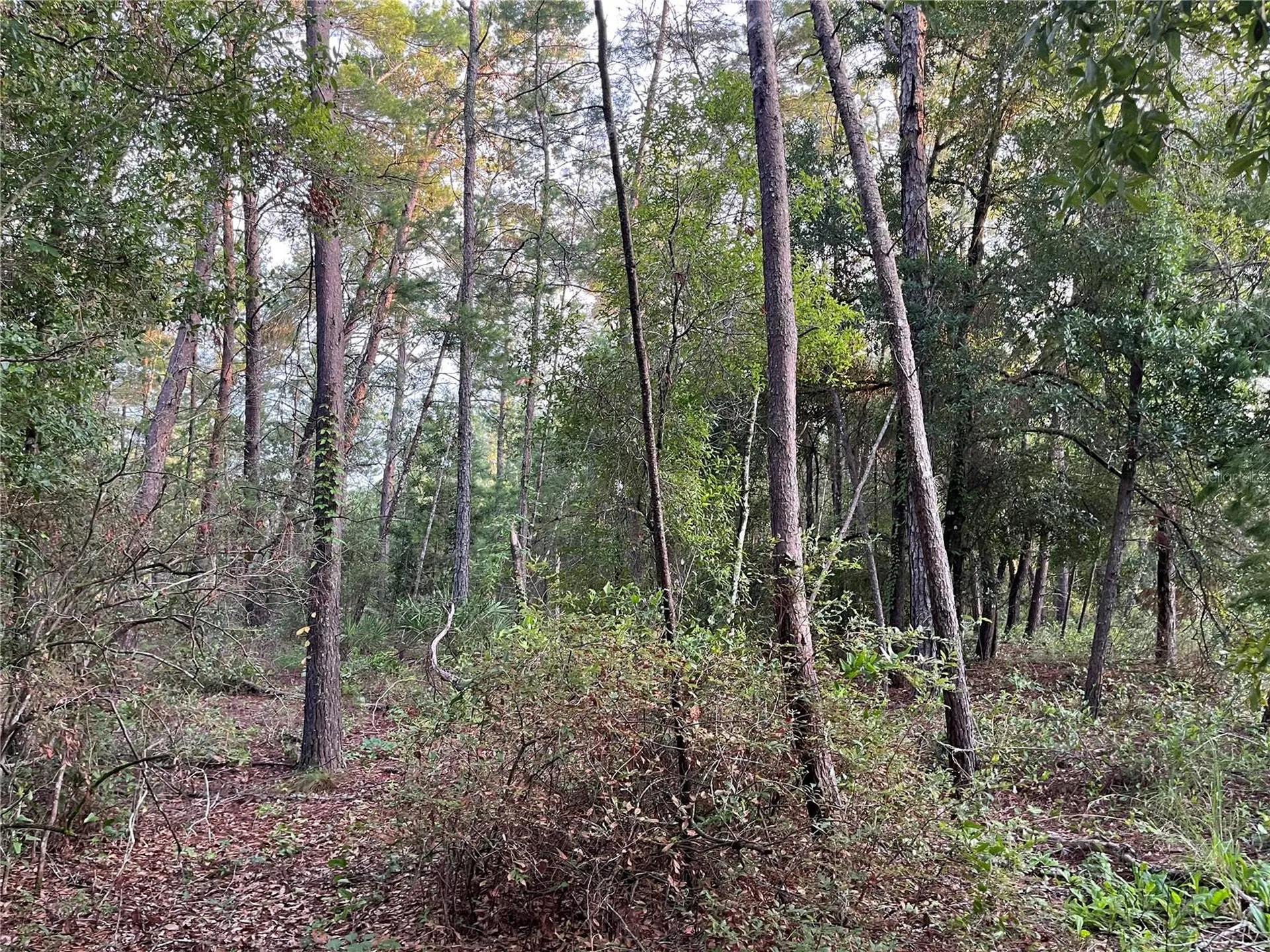 Tbd Twin Lakes Road Interlachen FL 32148