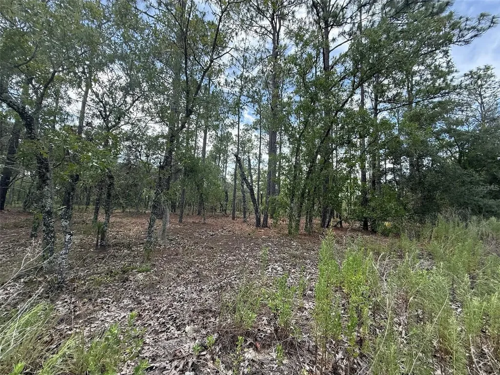 NW Tree Top Road Dunnellon FL 34431