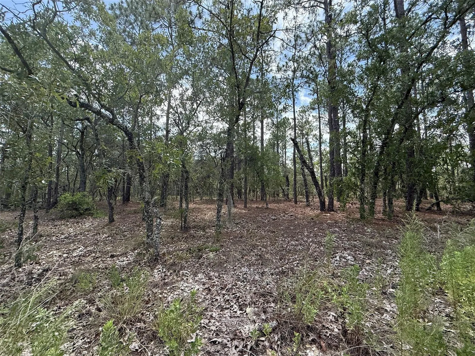 NW Tree Top Road Dunnellon FL 34431