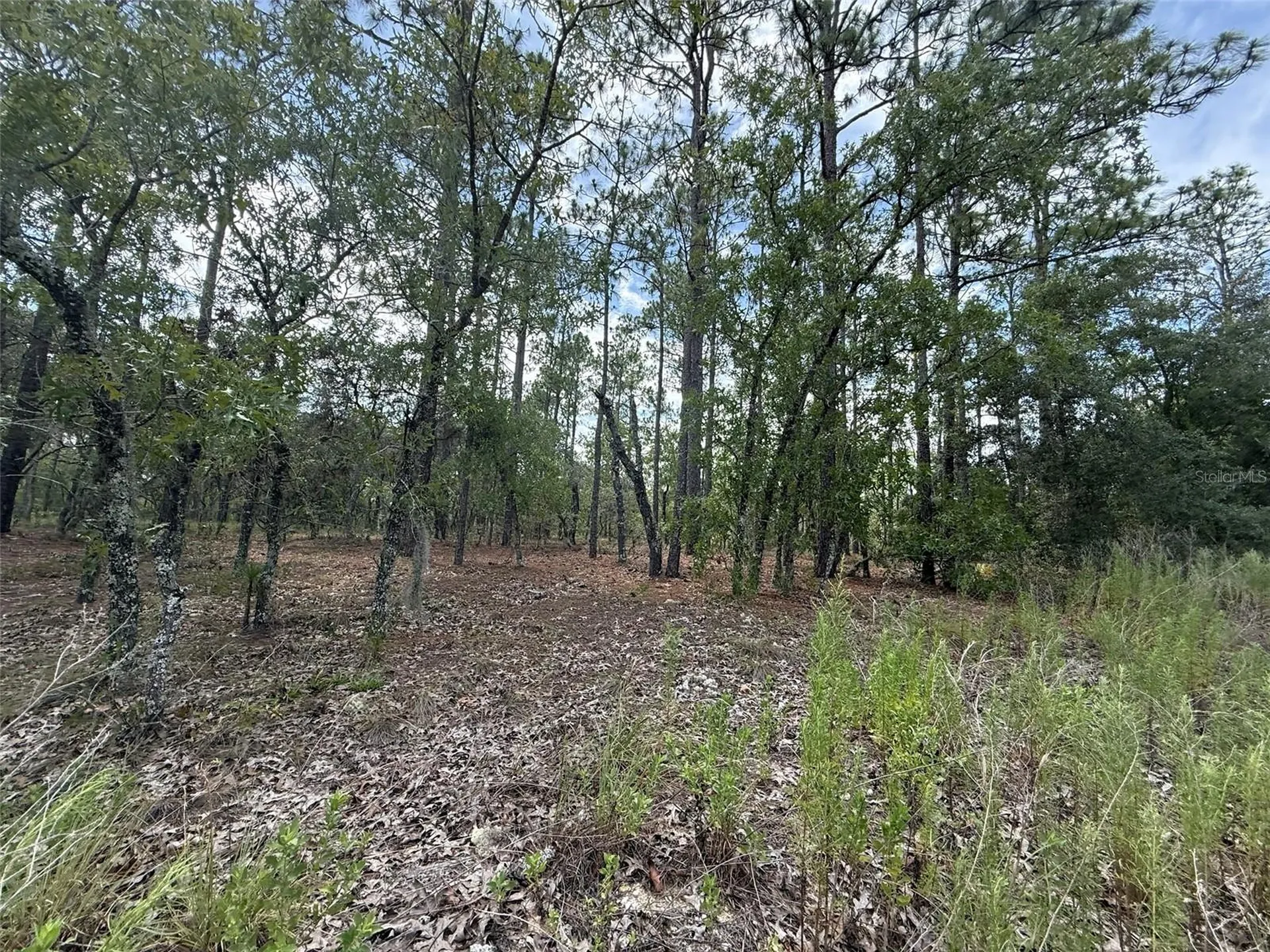 NW Tree Top Road Dunnellon FL 34431