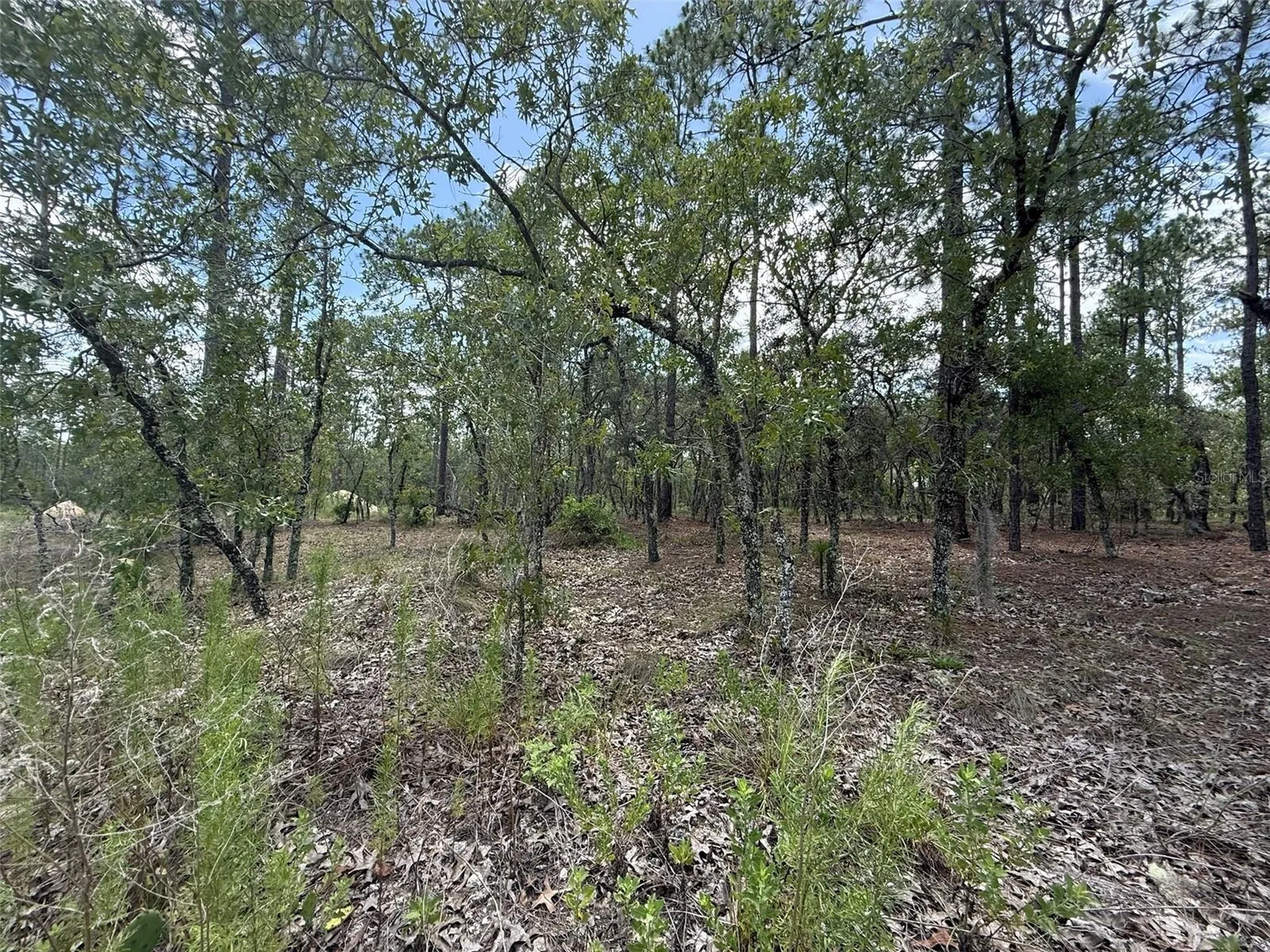 NW Tree Top Road Dunnellon FL 34431