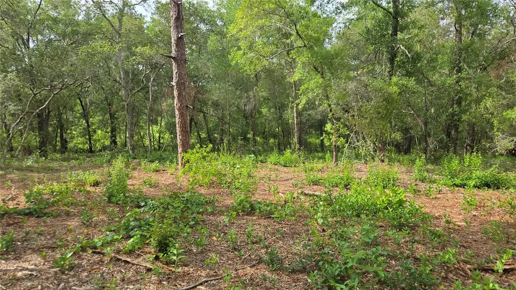 4771 N Redwood Avenue Hernando FL 34442