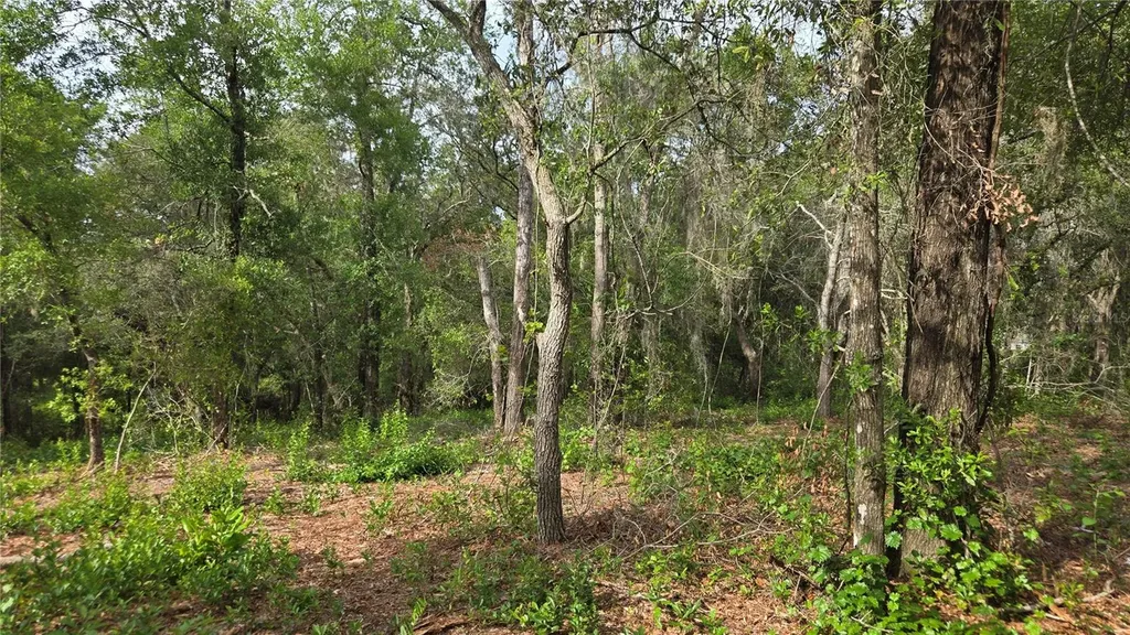 4771 N Redwood Avenue Hernando FL 34442