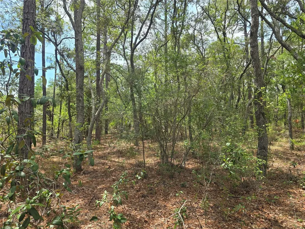 6468 N Baylor Terrace Dunnellon FL 34433