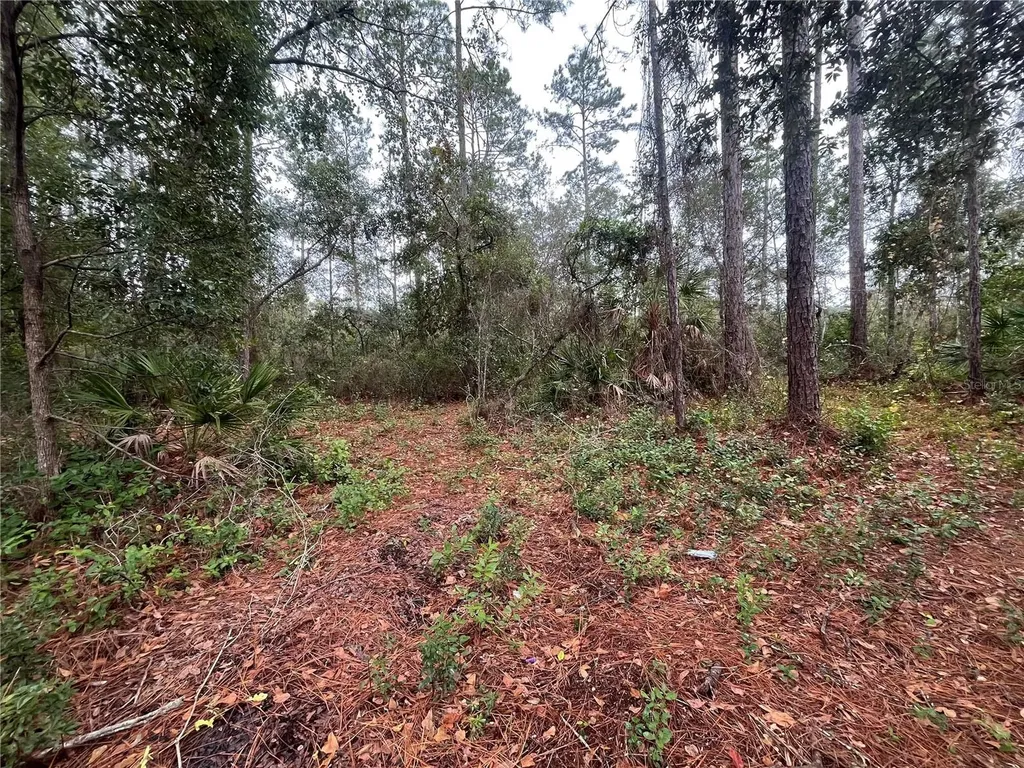 Susan Street Interlachen FL 32148