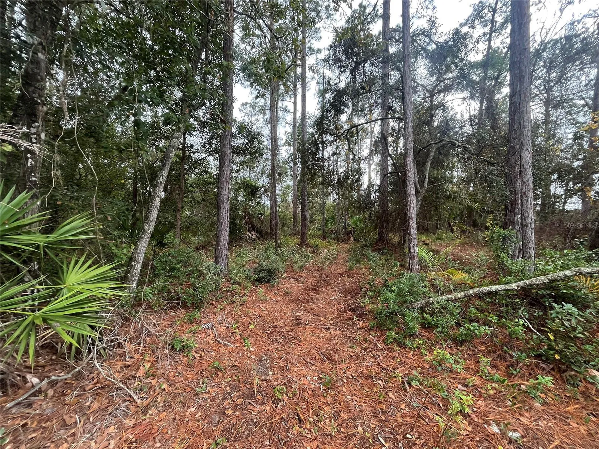 Susan Street Interlachen FL 32148