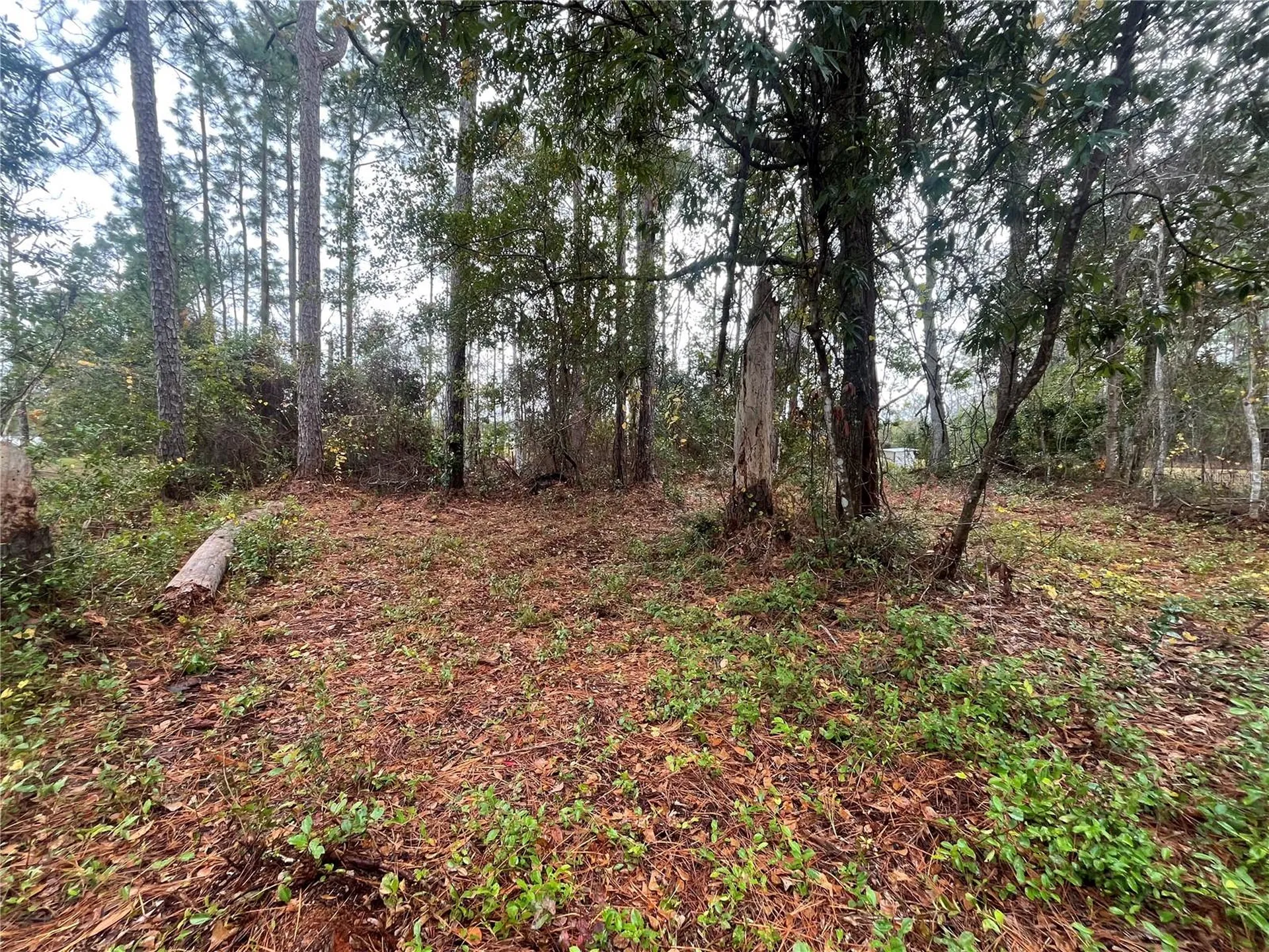 Susan Street Interlachen FL 32148