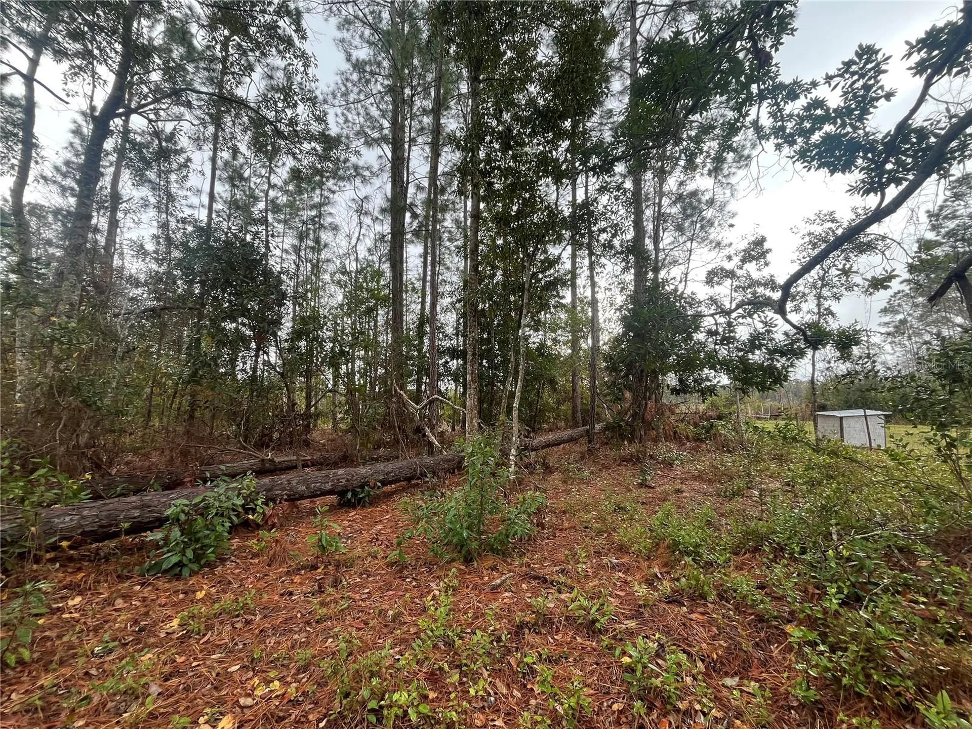 Susan Street Interlachen FL 32148