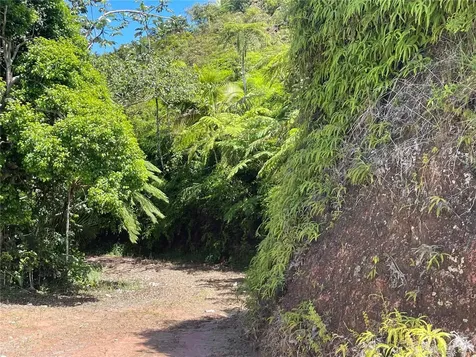 PR-518 Km.10.0 Garzas Ward Adjuntas PR 00601