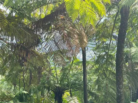 PR-518 Km.10.0 Garzas Ward Adjuntas PR 00601