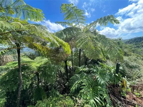 PR-518 Km.10.0 Garzas Ward Adjuntas PR 00601