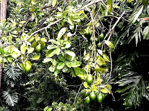 Pr 908 Ausubo Humacao PR 00791