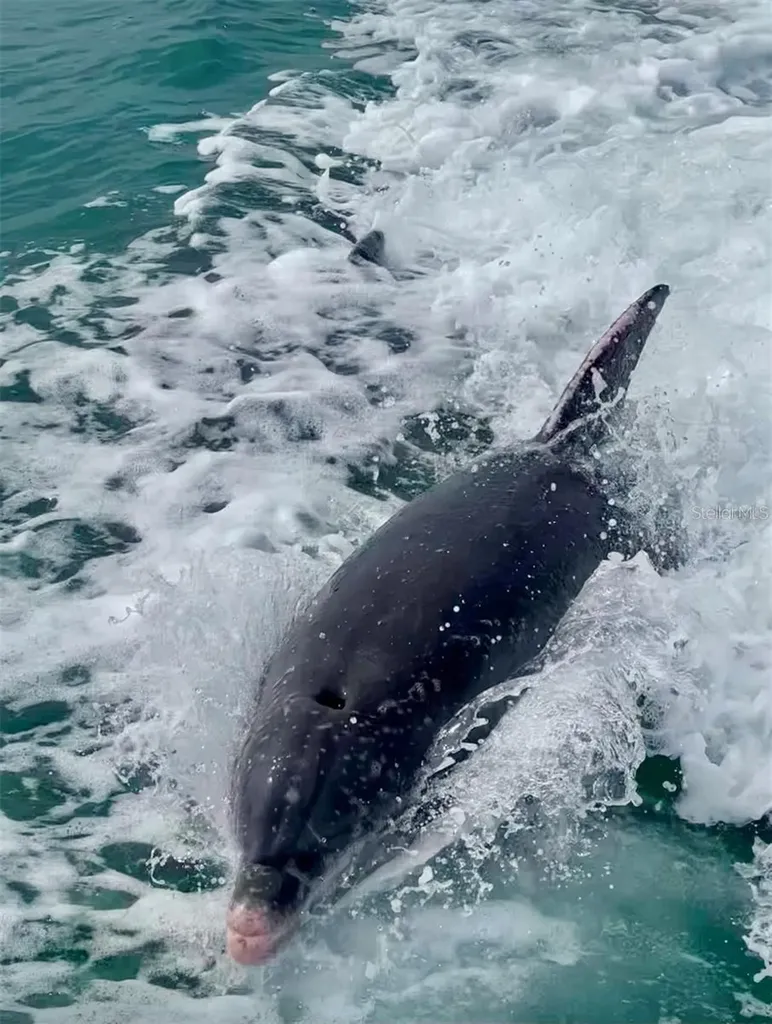 988 Boulevard Of The Arts Sarasota FL 34236