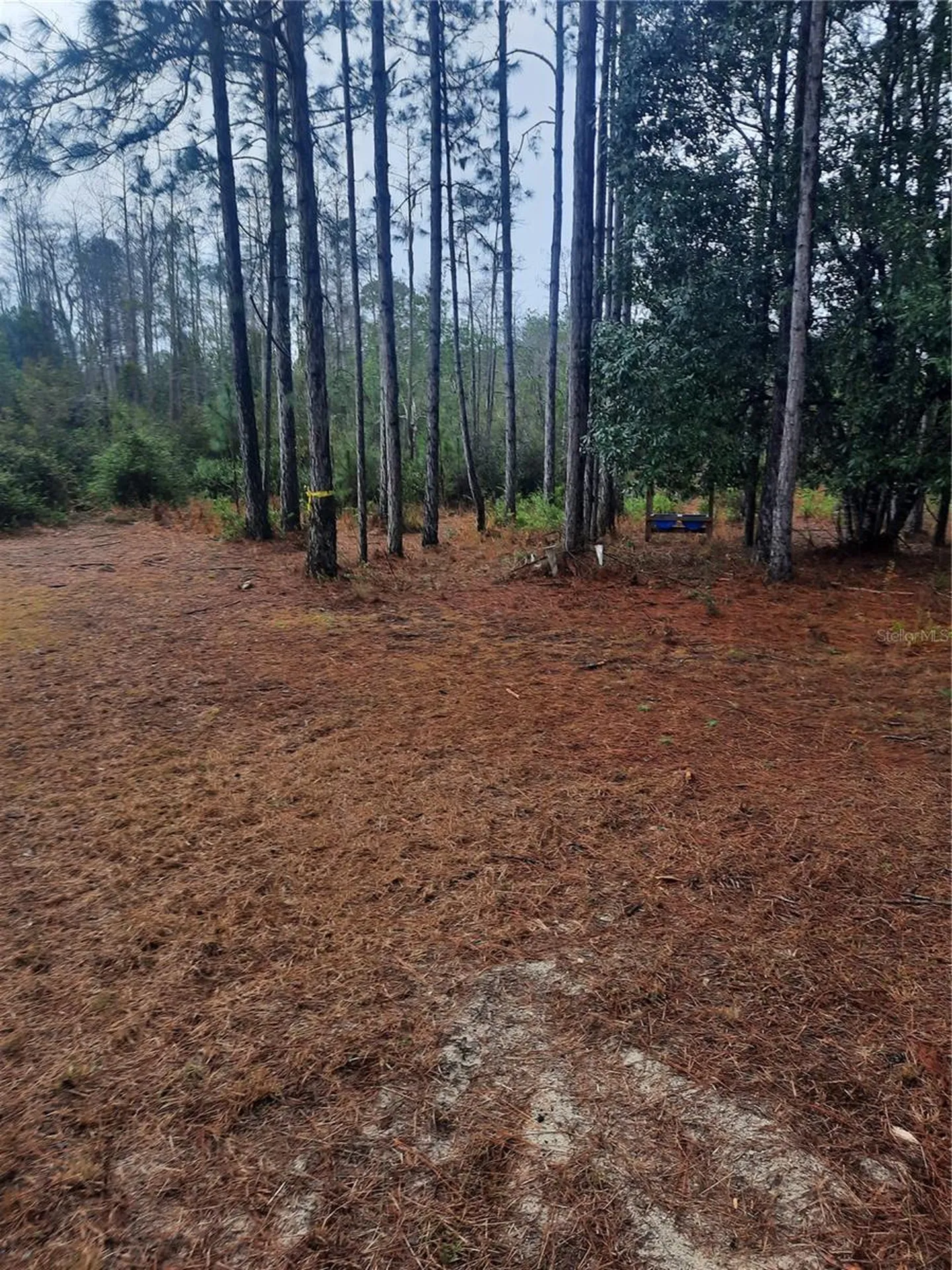 540 SW 326th Avenue Steinhatchee FL 32359