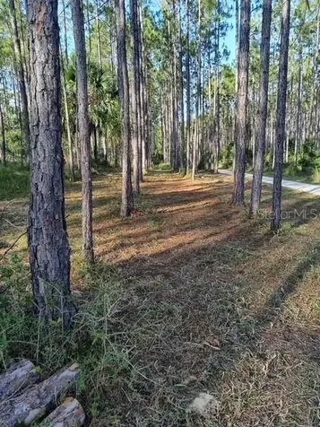 540 SW 326th Avenue Steinhatchee FL 32359