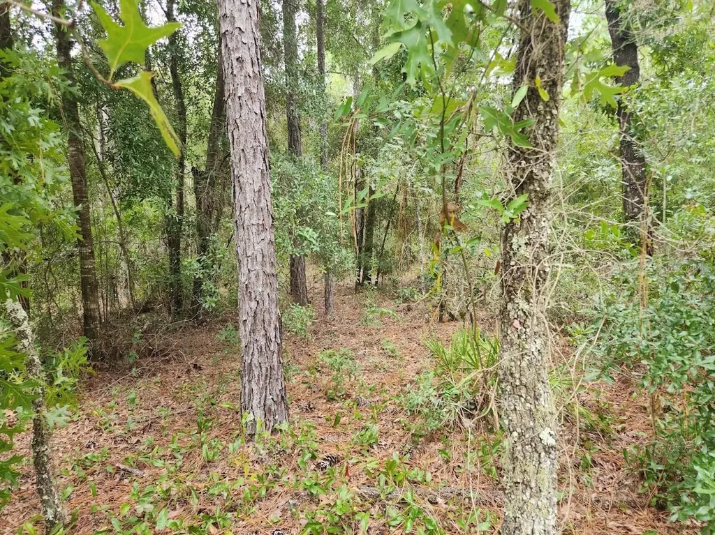 Lot 24 SW 89th Circle Ocala FL 34473