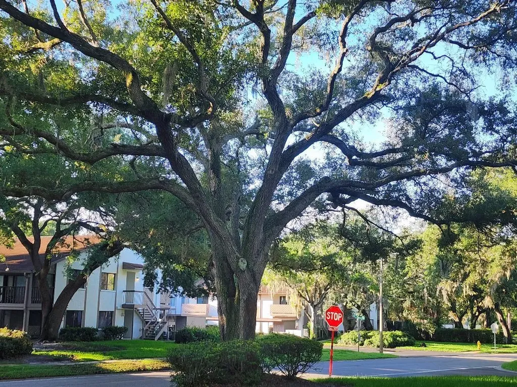 603 Baldwin Avenue Safety Harbor FL 34695