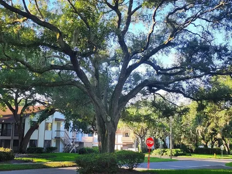 603 Baldwin Avenue Safety Harbor FL 34695