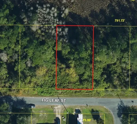 Fig Leaf Street St Cloud FL 34769