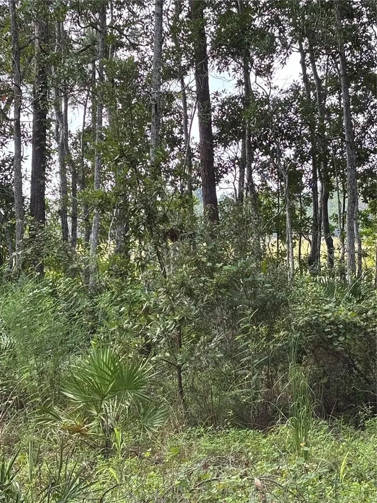 246 Browns Hammock Road Crescent City FL 32112