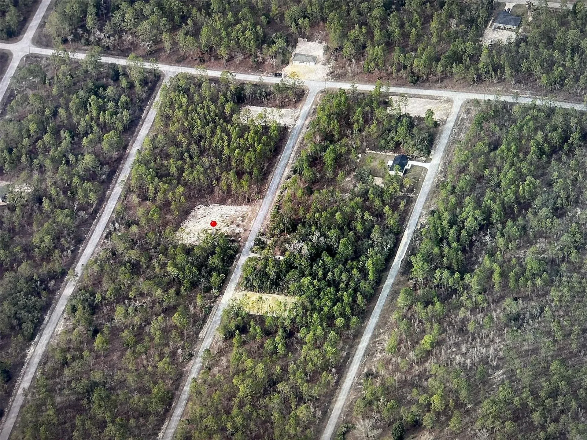 Narcissus Dunnellon FL 34431