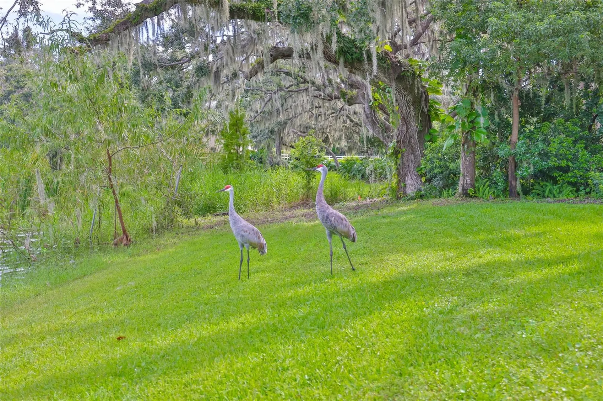 14028 Blackjack Road Dover FL 33527