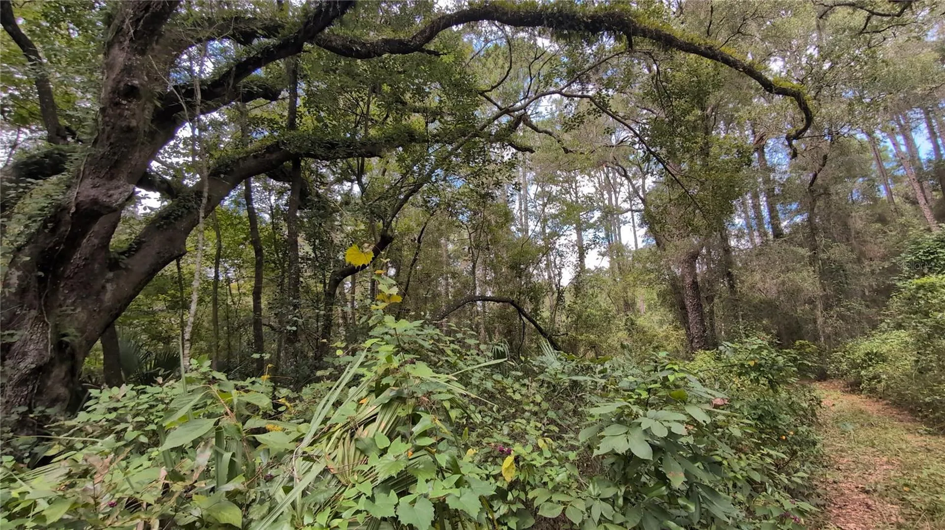 2259 W Wildflower Court Dunnellon FL 34434