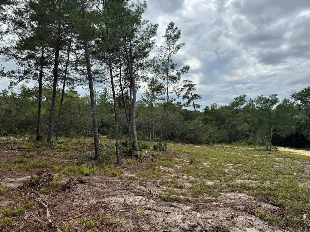 NE 135th Street Salt Springs FL 32134
