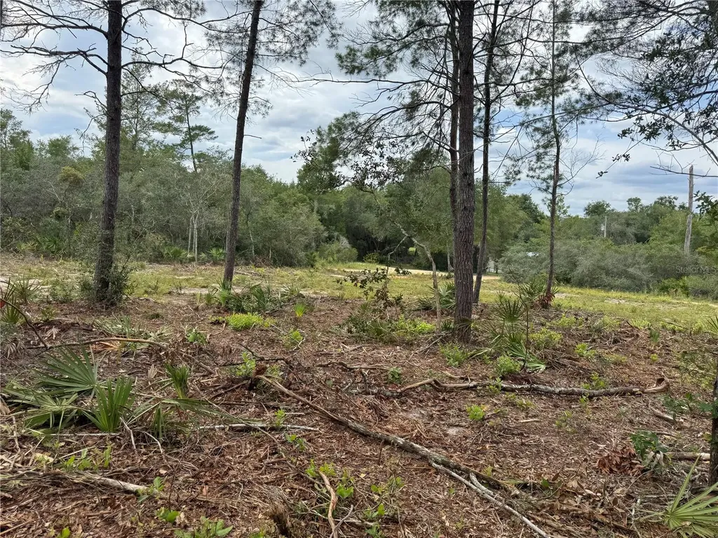 NE 135th Street Salt Springs FL 32134
