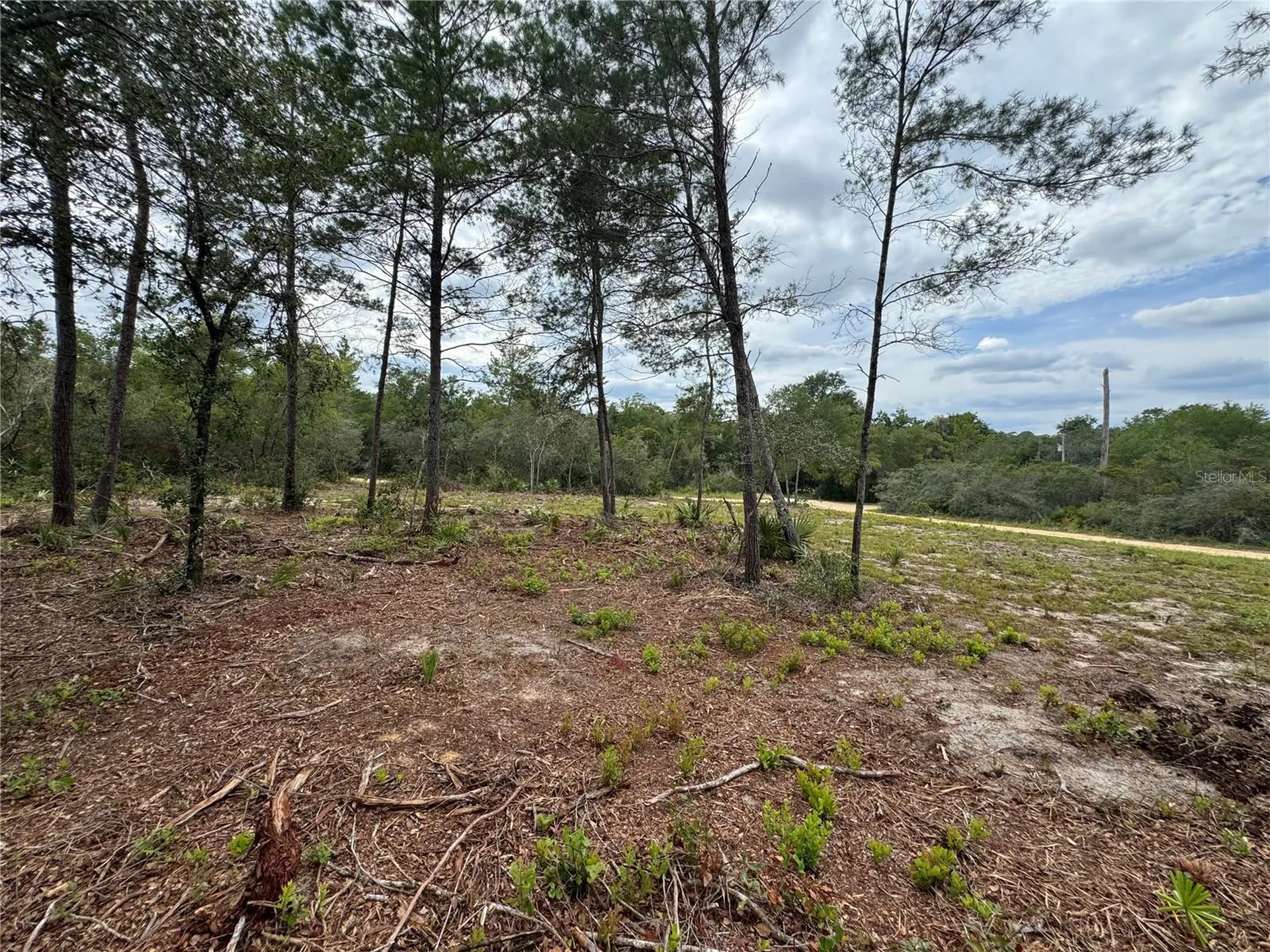 NE 135th Street Salt Springs FL 32134
