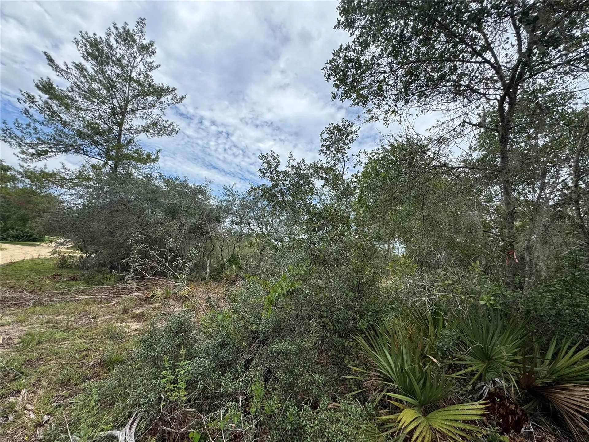 NE 135th Street Salt Springs FL 32134
