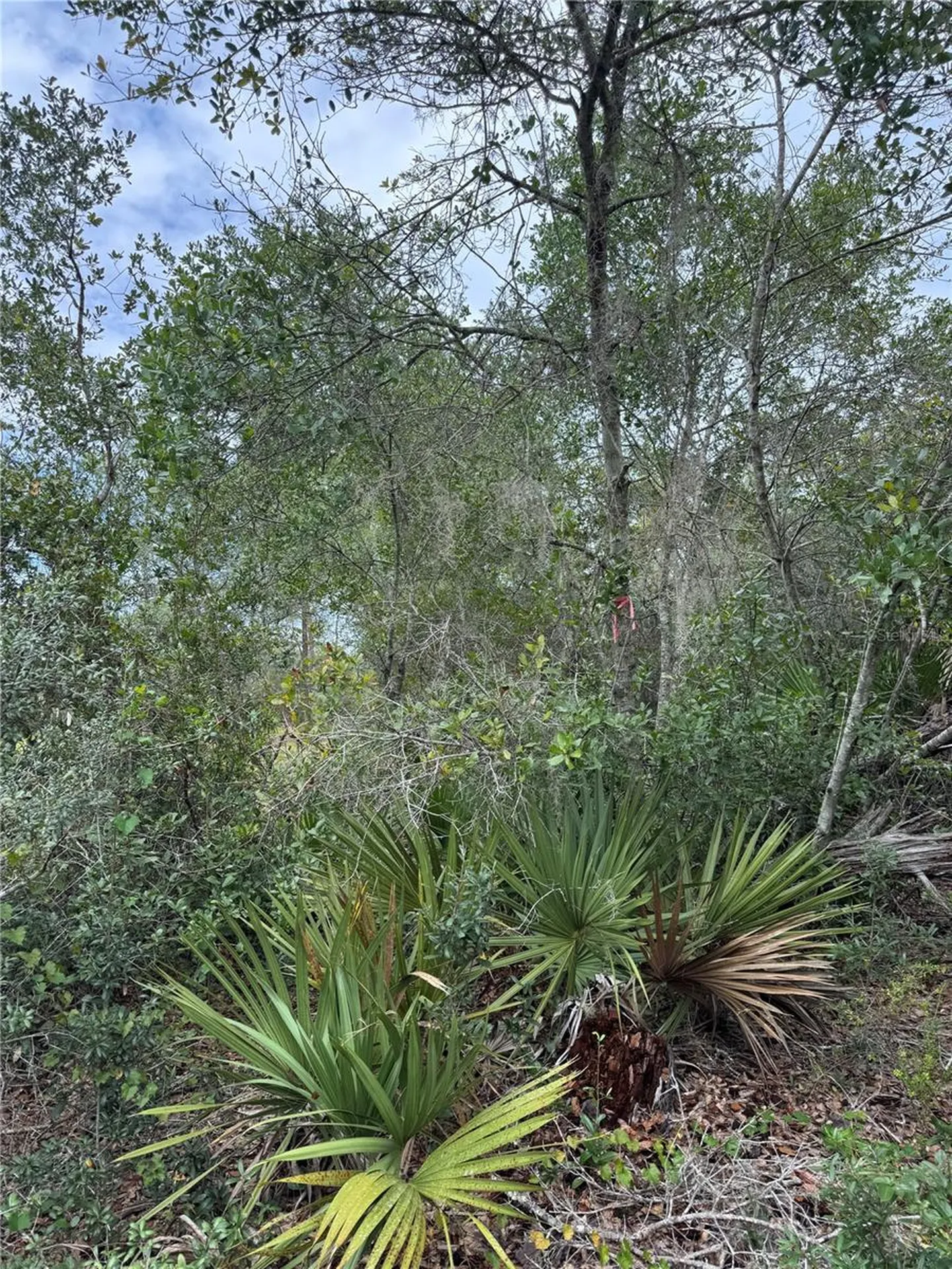 NE 135th Street Salt Springs FL 32134